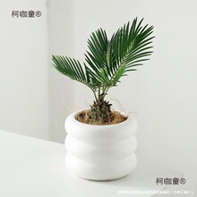 �lؔ���k���ҾGֲ���B��߼����澫�µ��mС���Ի�������ֲ��̫��