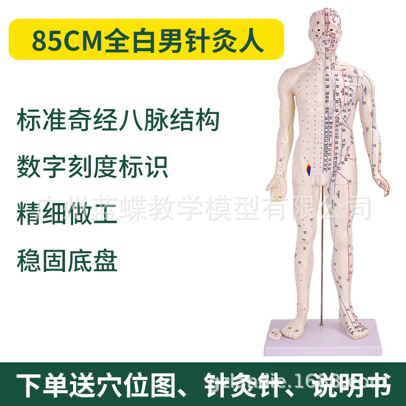 85CM��Ƥ�뼡������������Ѩλ����ģ��ȫ����ҽʮ������ͼͭ��