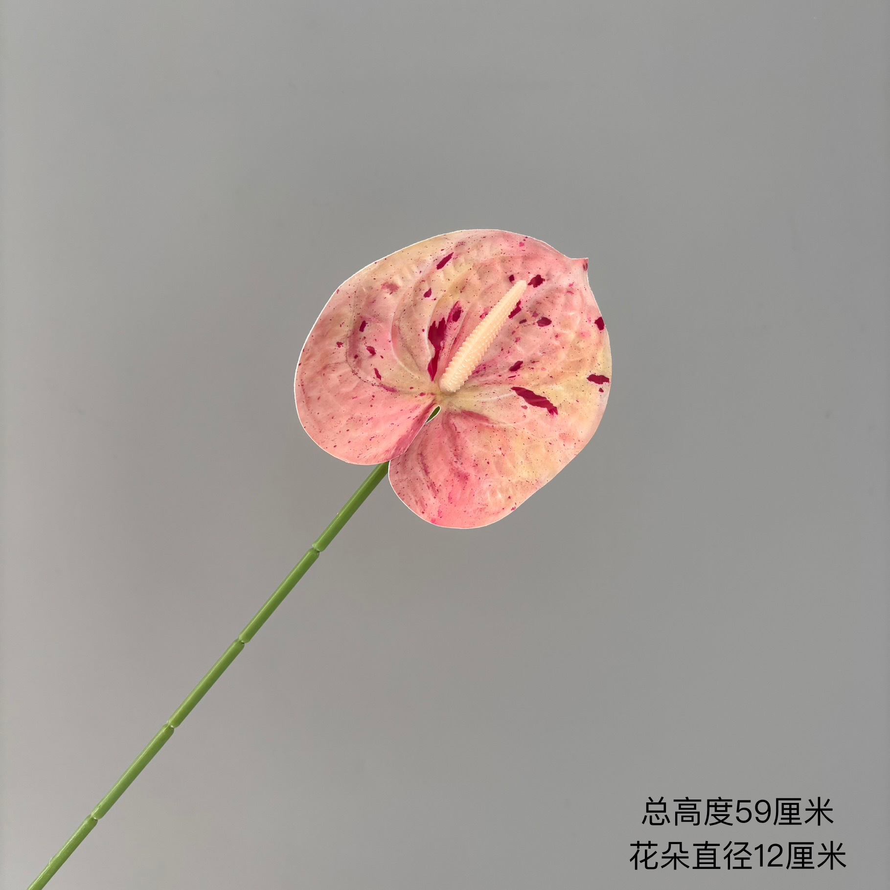 핑크 뷰티 컬러