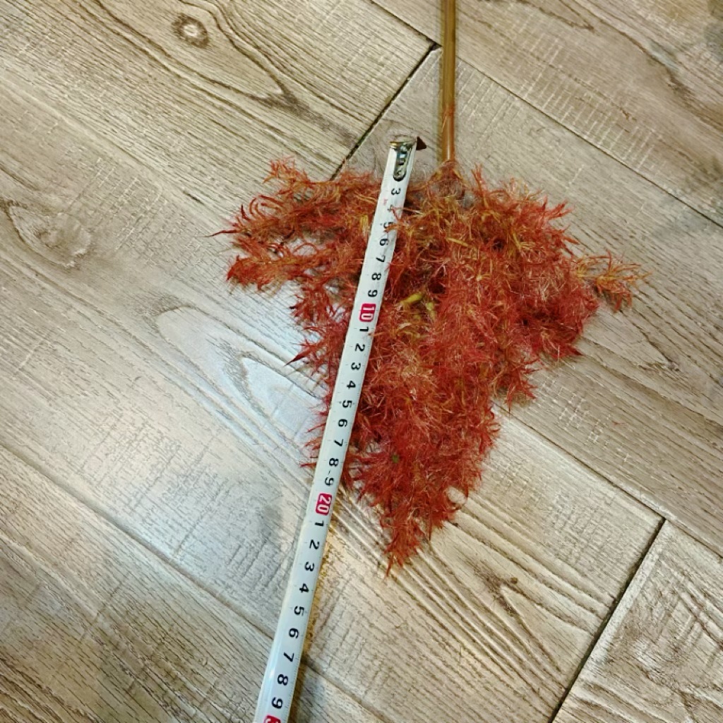 7903-红-800-花头尺寸