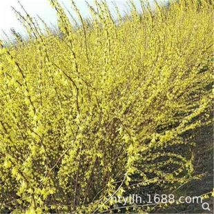 ͥԺ�G��������ľ�B�N������ӭ���������S���l���R���S�ϻ�С��