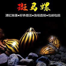 ���R���^�p���O���ݺڽ����ʵ������ذ��R���[�坍������w��