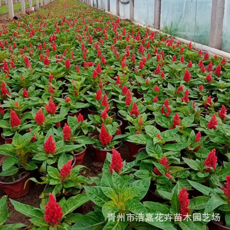 红叶一支笔盆栽草 鸡冠花小苗 公园园林绿化工程花海失灵宿根花卉