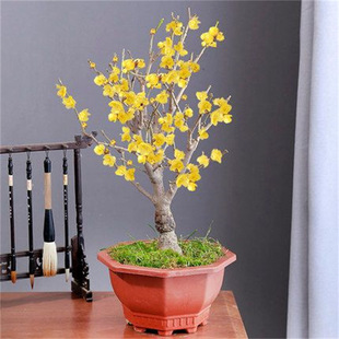 �D÷���ԝ����ͻ���ֲ��÷���Ϙ��t÷�����҃��̨ͥԺ�ͺ��׻