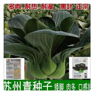 �ڴ��^�K���ఫ�_�๣�˷N���ļ��N���Ͳ�С�������߲˲˷N�N��