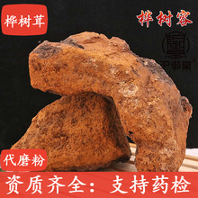 桦树容俄罗斯白华茸桦树茸 桦树泪大个一件代发