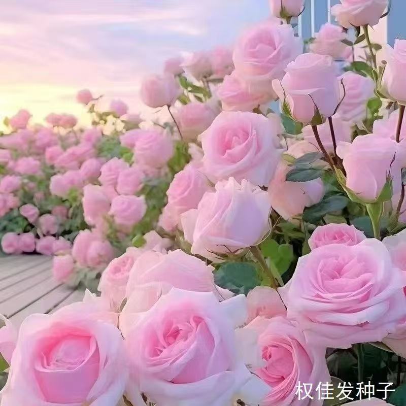Climbing wall Rose seed seed seed seeds sowing flowering flowering…