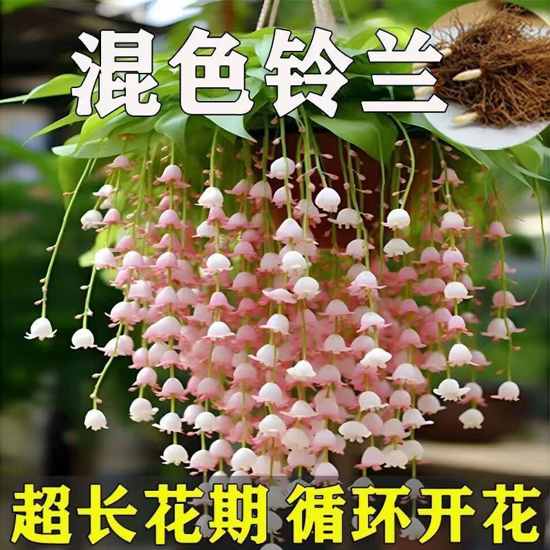 Plantas de orquídea con brotes de flores perennes de fragancia fuerte resistentes al frío en maceta en cuatro estaciones