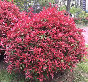 Dropshipping Red Leaf Heather Sapling Spherical Courtyard Landscaping Belt Engineering Seedling Road Evergreen Plant