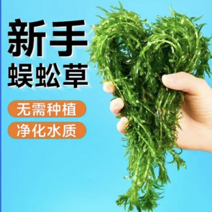 Centipede Aquatic Plants 50 Pieces Fish Tank Landscaping Decoration Novice Grade Real Aquatic Plants Easy to Maintain and Live Freshwater Live Plants Wholesale