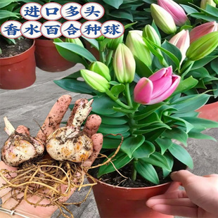 �M����ˮ�ٺϷN���ļ��_���҃����̨���^�ٺ��ͺ����B�ذ�Nֲ