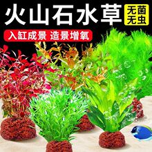 火山石鱼缸真水草懒人增氧装饰造景净化水质红宫廷水草蜈蚣草羽毛
