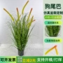 定制盆栽仿真植物洋葱草