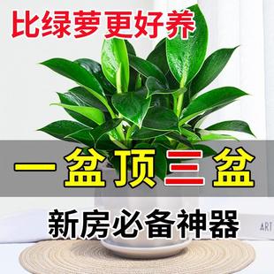 Large-Leaf Golden Diamond Potted Green Princess Potted Office Four-Season Evergreen Easy-To-Grow Green Plants to Purify the Air