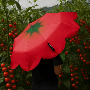 С�t��ͬ��Tomato���t���ۯB�����ֵins�L������Â��y���
