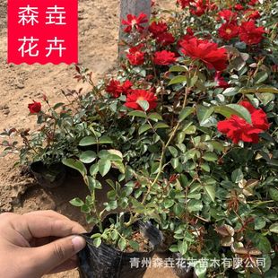 �ر��¼� ���������ô��¼� ���ݻ������l������ľ�ر��¼�