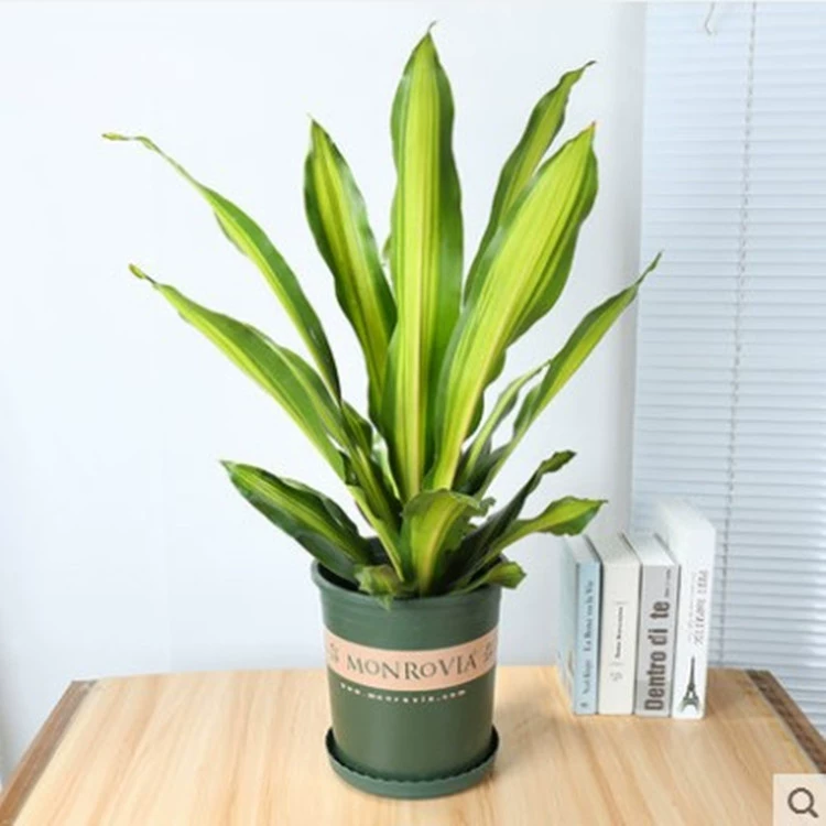 МИЛАН Цветочный горшок Муррая Рассада Комнатный аромат Зеленое растение Четырехсезонные цветочные цветы с сильным ароматом