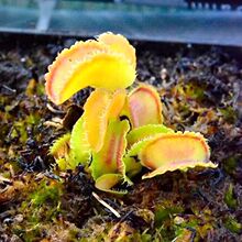 ��Ҳ�ω������ ϡ��ʳ�xֲ�� ʳω����ò��̨����Ȥζˮ��Gֲ