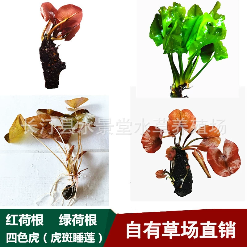 Корень красного лотоса, корень зеленого лотоса, водяная лилия с тигровыми пятнами, четырехцветные живые водные растения тигра, легко содержать и жить, декоративная трава для ландшафтного дизайна травяного резервуара