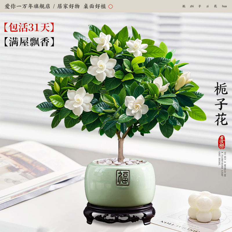 단극 치자나무 + 투명 연두색 도자기 세면대 + 원형 베이스 (포장석 + 영양액 포함)