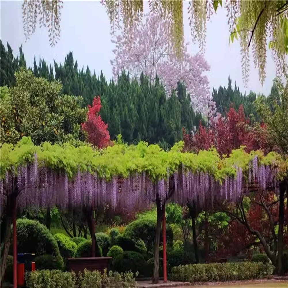 Годовой цветок глицинии Мяо Фэнхуа саженцы деревьев глицинии в горшках бонсай во дворе Вьющееся виноградное растение балкон Вьющиеся цветы