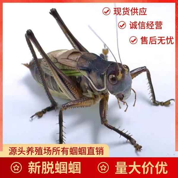 A random color of grasshopper