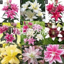 10颗香水百合花重瓣盆栽花卉阳台植物室内绿植好养活四季种开花