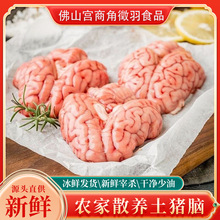 国产新鲜猪脑花猪脑批发鲜冻火锅食材烧烤商用半成品