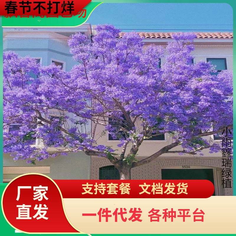 一件代发蓝花楹树苗珍贵名树庭院绿化苗木南方种植观赏凤凰花木风