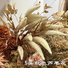 �¿�����JȔ�S�� 5�^��ɫ�JȔ�� ��Y·��ܛ�b�Ҿ��bٻ����l