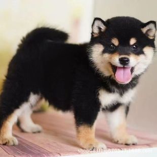 ���l�����ձ���ȮС�͌���Ȯ���N�������pȮ�o�lȮ���̻��w��HȮ