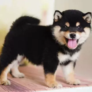 批发定制日本柴犬小型宠物犬纯种狗狗玩赏犬护卫犬幼崽活体伴侣犬