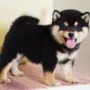 纯种活体定制狗狗玩赏犬