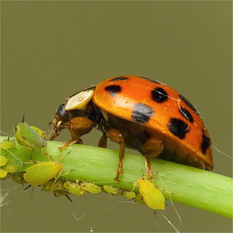 6、瓢虫成虫捕食蚜虫.jpg