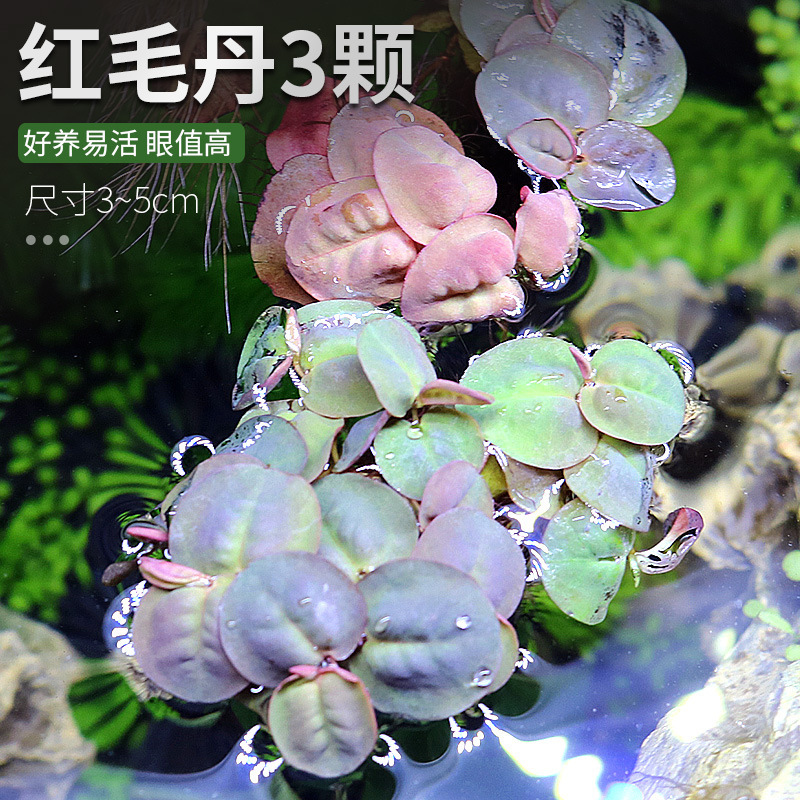 水槽造園パッケージ、水ヤシ、沈木、本物の水、淡水、無土壌植物、酸素化、低パール|undefined