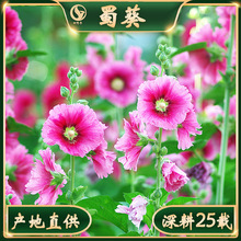 宿根草花 宿根草花品牌 图片 价格 宿根草花批发 阿里巴巴