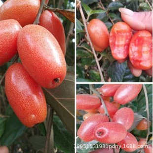 ���̹����ش���ε����̖���j������d�������̹����箔��Y��