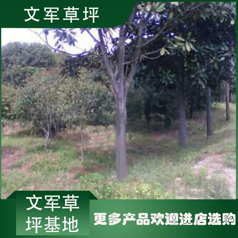 基地直供 长年供应5-30公分 广玉兰风景树树苗欢迎来电咨询