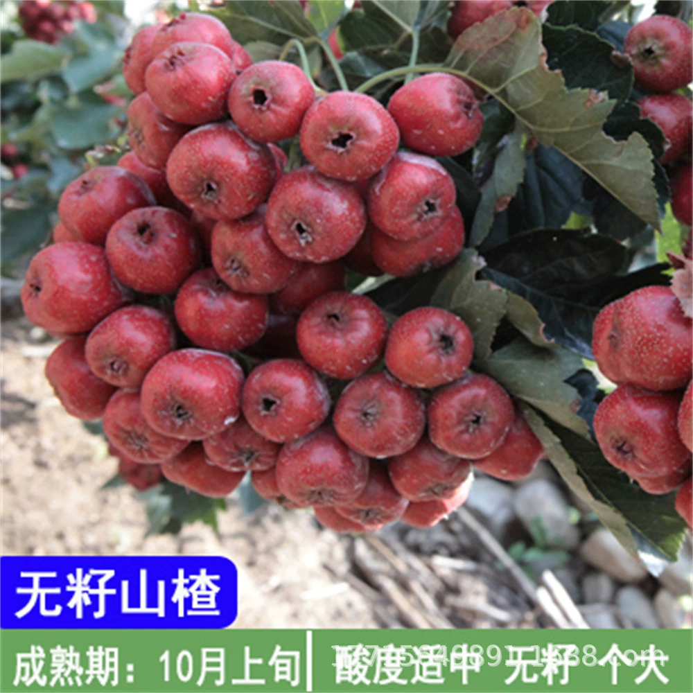 Прививка рассады Красного боярышника Мэншань в год Бассейн несет южную посадку и Северную посадку саженцев Красного боярышника Мэншань