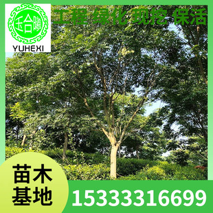 Landscaping Seedlings Soapberry Saplings Deciduous Trees Soapberry Tree 3-20cm Soapberry Sapling Base