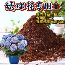 绣球花盆栽 绣球花盆栽品牌 图片 价格 绣球花盆栽批发 阿里巴巴