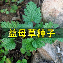 野生野菜种子 益母草种子 阳台四季播盆栽蔬菜可食用中草药材种子