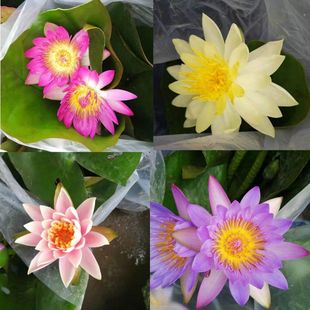 ˯ɏˮֲɏļˮ҃ˮBɻһ~ɏ