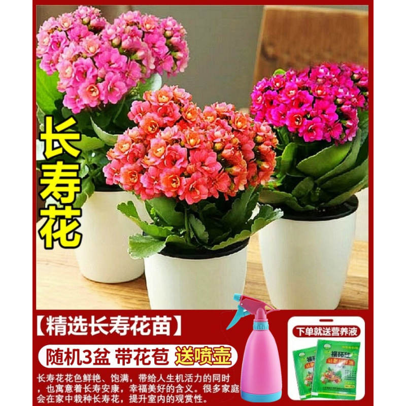 Flores de larga vida en maceta de doble pétalo, zorro dorado, gran flor con brotes de flores y plántulas, flores de interior en todas las estaciones, fáciles de cultivar.