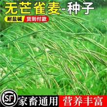 无芒雀麦种籽披碱草籽耐寒耐旱防风固沙耐盐碱老芒麦羊草牧草种子