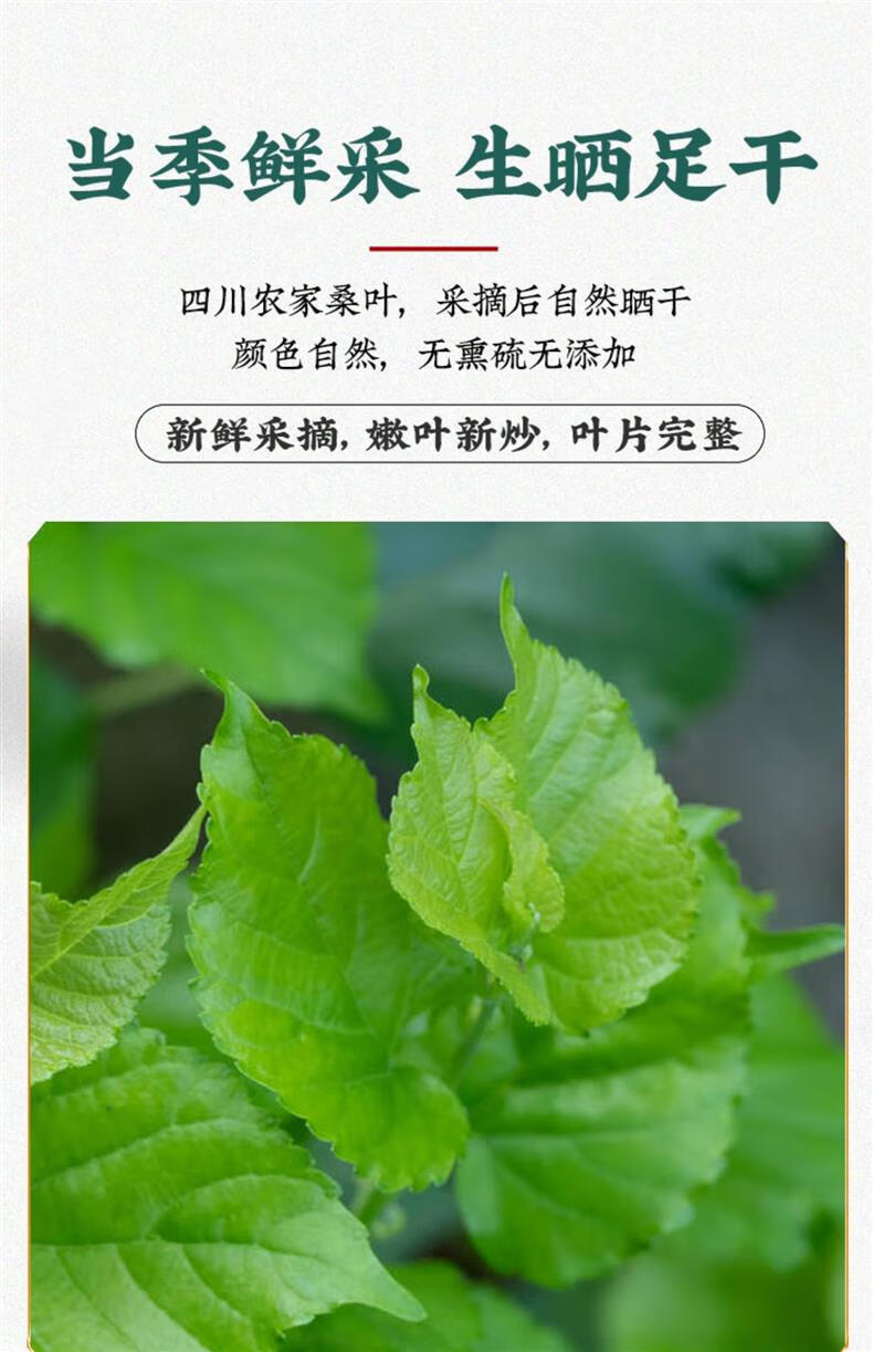 Mulberry Leaf Tea Sang Ye 500g Bag Roasted Post Frost Leaves Daily Herbal Infusion key features