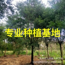 㽭tƤl tƤŹ  ȫڟoС~Ńr tƤŻ