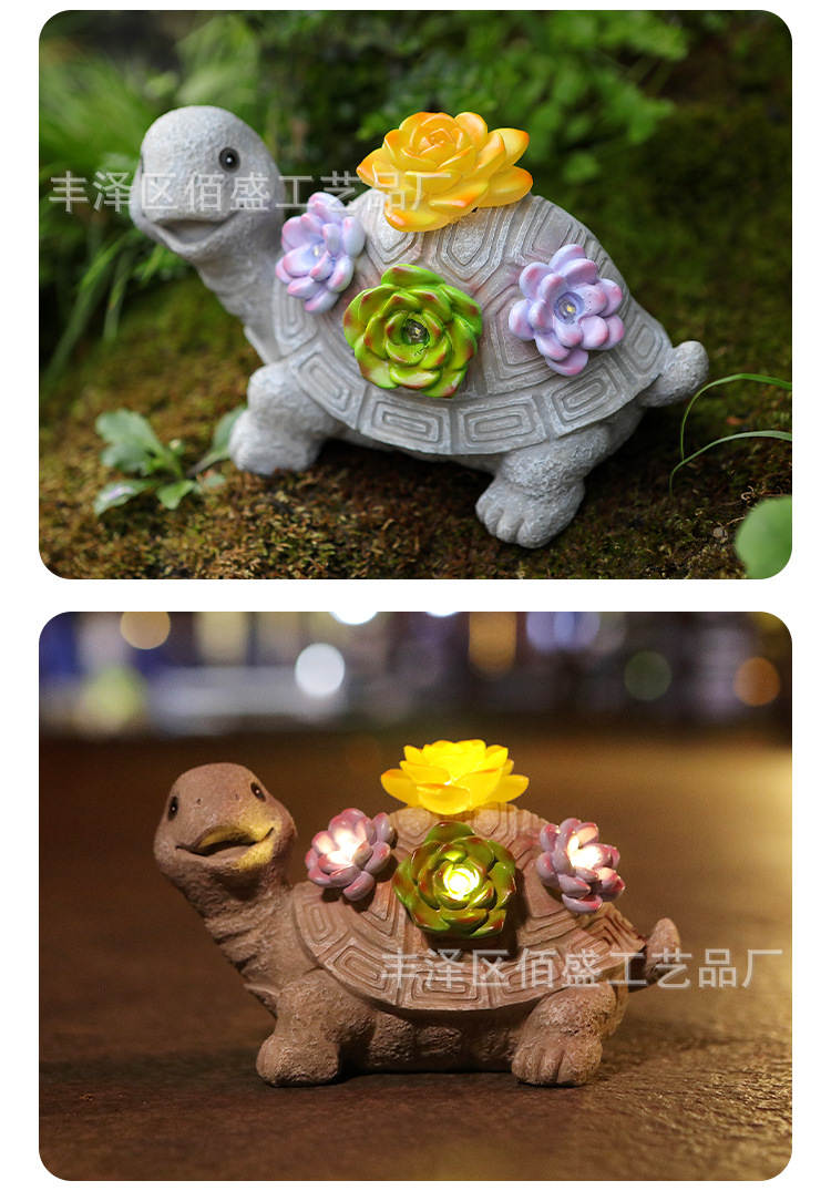 多肉乌龟_13.jpg