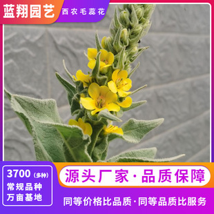 Perennial Xinong Marigold Seeds Courtyard Indoor and Outdoor Ground Planting Four Seasons Flowering Easy-To-Grow Live Perennial Flowers