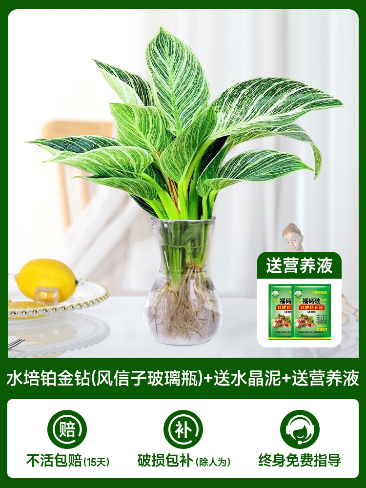 수경 백금 다이아몬드 [히아신스 유리병] + 무료 크리스탈 머드 + 무료 영양액